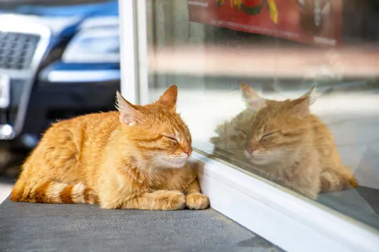 历史开奖数据查询图示